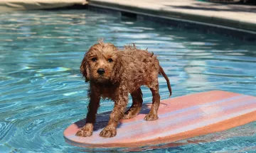Puppy on a surf board